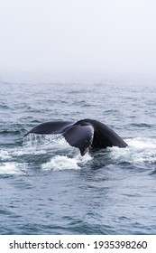 Whale In Monterey, California, USA