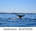 Whale near the city of Reykjavik, Iceland