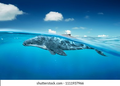 whale in ocean with half angle view .