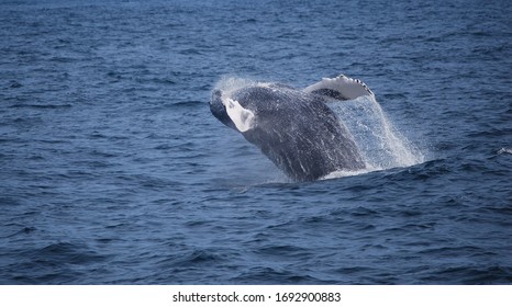 Whale Off Cape Cod Coast