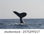 whale off the coast of lahaina in maui hawaii