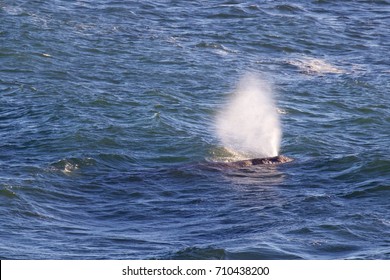 Whale Off The Oregon Coast