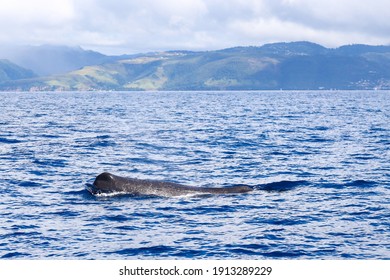 Whale At Sea And Passing Dominica Coast