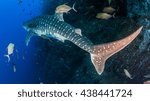 Whale shark