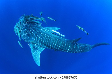 Whale Shark