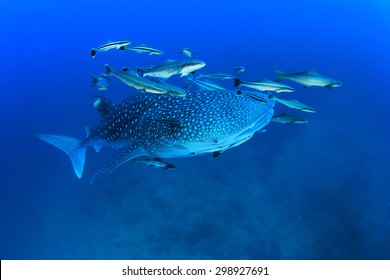 Whale Shark