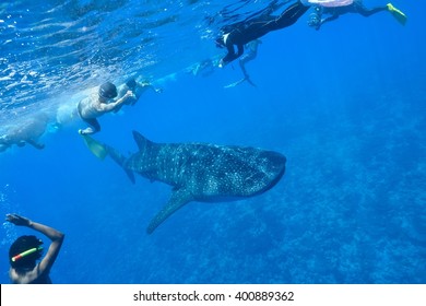 Whale Shark