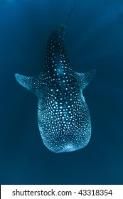 Whale Shark