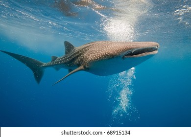 Whale Shark