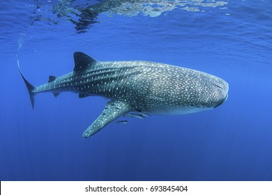 Whale Shark