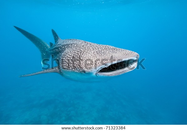 Whale
shark