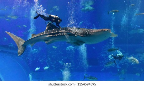 Whale Shark Aquarium