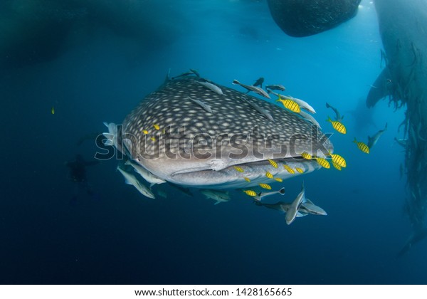 Whale Shark - biggest fish on the planet -\
swims head first close up to the camera with lots of yellow pilot\
fish. Scuba diving with ultra wide angle fisheye lens close to the\
surface in Indonesia