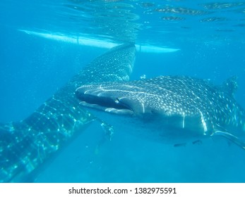 Whale Shark Cebu Philippines Stock Photo 1382975591 | Shutterstock