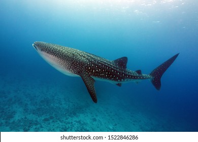 Requin Baleine Images Stock Photos Vectors Shutterstock