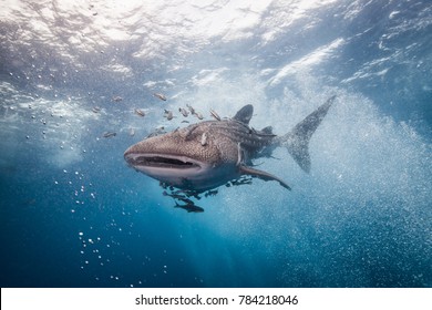 Whale Shark Coming