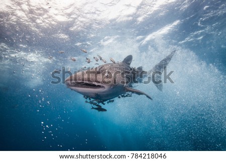 Whale Shark Coming