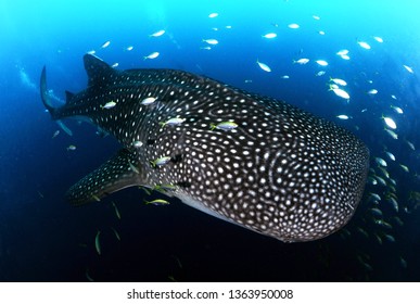 Whale Shark In Derawan