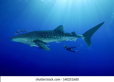 Whale Shark With Diver