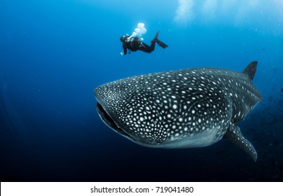 Whale Shark And Diver