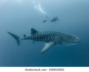 Whale Shark And Diver In Deep Water