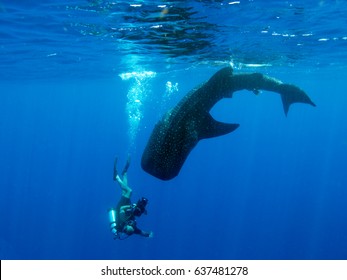 A Whale Shark Diving From The Surface With A Diver Who Is Holding An Underwater Video System Swimming Down With It