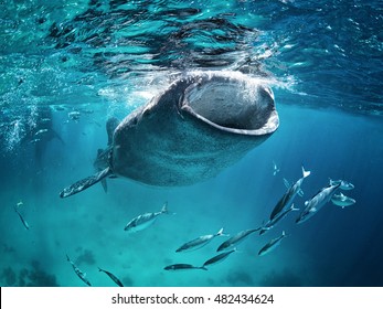 Whale Shark Eating At The Surface With Fish