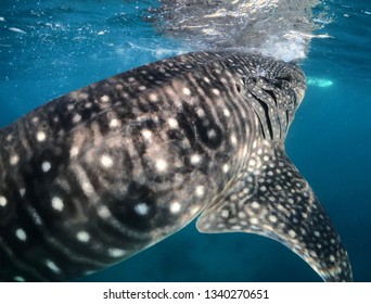 Whale Shark Filipino Stock Photo 1340270651 | Shutterstock