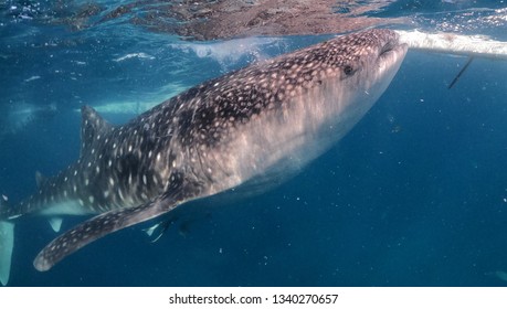 Whale Shark Filipino Stock Photo 1340270657 | Shutterstock