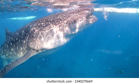 Whale Shark Filipino Stock Photo 1340270669 | Shutterstock