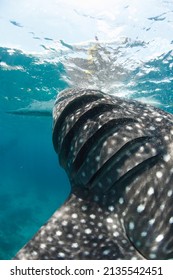 Whale Shark Gills Close To The Surface Philippines