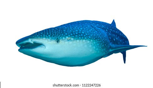 Whale Shark Isolated On White Background  