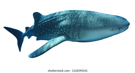 Whale Shark Isolated On White Background 