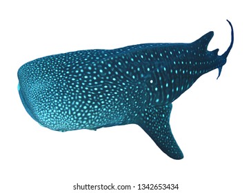 Whale Shark Isolated On White Background  