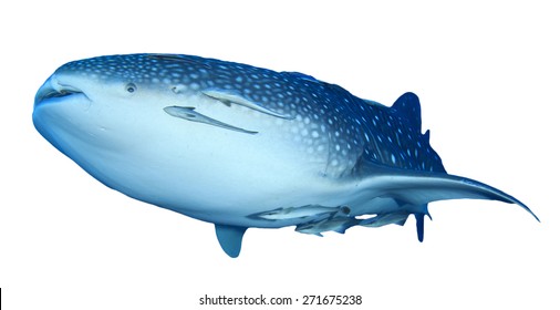 Whale Shark Isolated On White Background