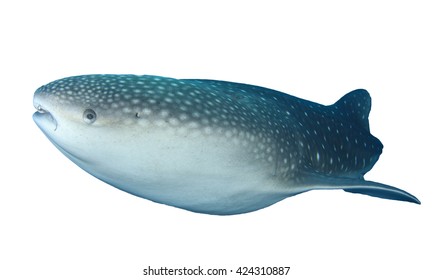 Whale Shark Isolated On White Background