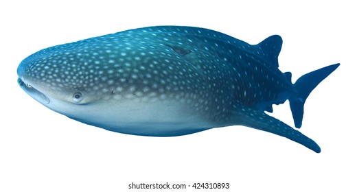 Whale Shark Isolated On White Background