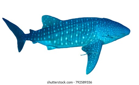 Whale Shark Isolated On White Background