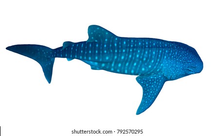 Whale Shark Isolated White Background