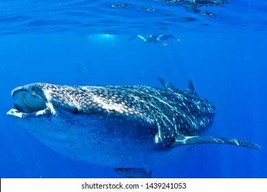 A Whale Shark In Mexico