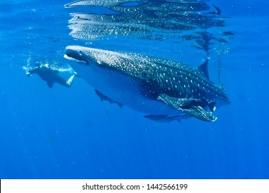 A Whale Shark In Mexico