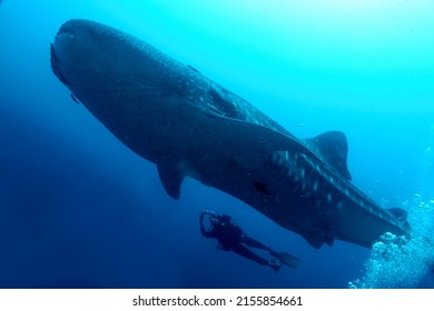 Whale Shark, Galápagos National Park,  Ecuador