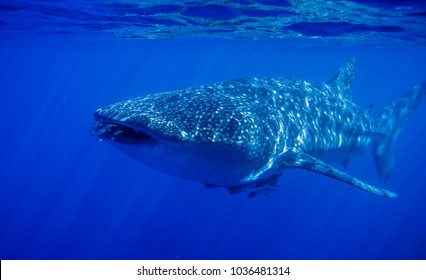 Whale Shark At Ningaloo Reef