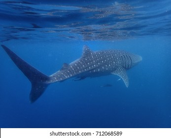 Whale Shark At Ningaloo Reef 