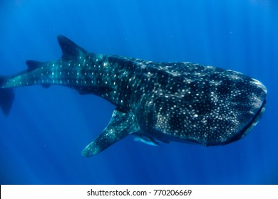 whale shark at nosy be in the Indian Ocean pret madagascar - Shutterstock ID 770206669