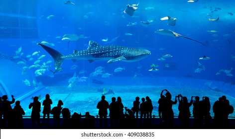 799 557件の アクアリウム の画像 写真素材 ベクター画像 Shutterstock