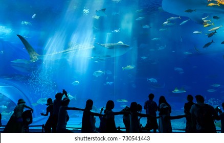 Whale Shark Okinawa Churaumi Aquarium This Stock Photo 730541443 ...