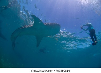 Whale Shark Oslob Cebu Philippines Stock Photo 767550814 | Shutterstock