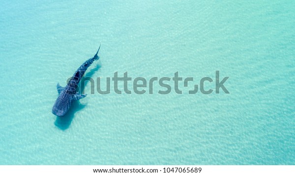 海で最も大きな魚であるホジラザメ サイコドン タイプス は 大きなやわらかいプランクトン濾過器を持つ巨大な巨大魚で 水面近くを泳いでいます ラ パス バハ カリフォルニア スール メキシコ の写真素材 今すぐ編集