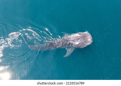 A Whale shark, Rhincodon typus, feeds on the surface of the Pacific Ocean. This is the largest species of fish on planet Earth and can grow over 30 feet long.